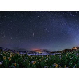 500 Piece Jigsaw Puzzle KAGAYA Snow Sunflower Field (15.0 x 20.9 inches (38 x 53 cm)