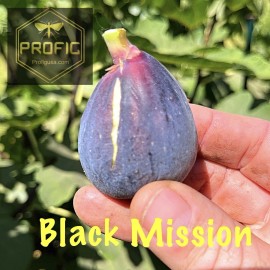 Profig Ficus "Black Mission" Fig Tree plant hardy 4 Plants. Cold Hardy