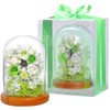 Teat Sight Preserved Flower Flower Gift Flower Present Glass Dome