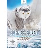 Schnee-Eulen - Schwingen über der Arktis