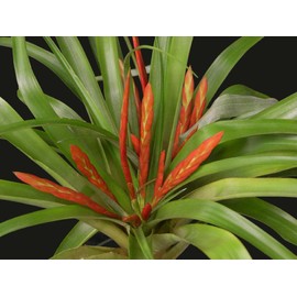 Tillandsia Flabelleta Rubra - Live Red Air Plant for House Terrarium Vivarium Decoration Gift - No Soil Airplant