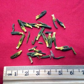 XYP Lianzixin Lian Zi Xin 莲子心 100Gram