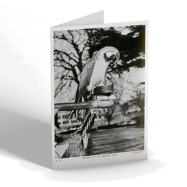 GREETING CARD - Vintage Bristol - Macaw at the Bristol Zoo
