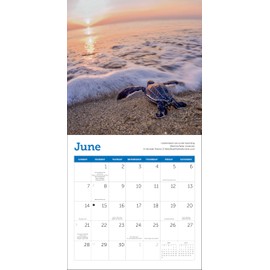 2026 Sea Turtles Mini Wall Calendar 7" x 7"