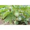 Thai Eggplant Seeds "Petch Siam"200 Vegetable Seeds, Heirloom From Thailand