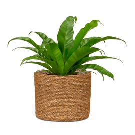 Scheurich Seagrass 22 Basket Planter/Basket Planter/Basket Pot Made of Seagrass Colour: Groove, 22 cm Diameter, 19.5 cm High, 7.5 Litres Vol.