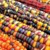 TomorrowSeeds - Fiesta Ornamental Corn Seeds (Treated Seed) - 1/2