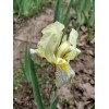 Fresh 6 BEARDED IRIS PLANTS RHIZOMES FRESH MIXED VARIETIES