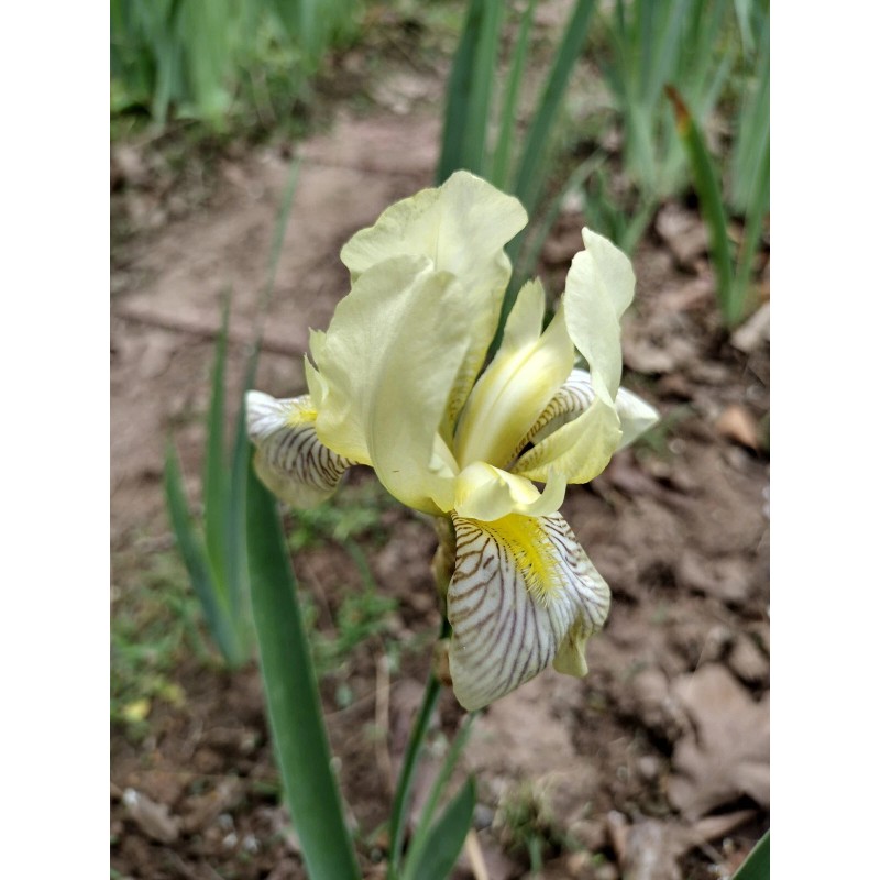 Fresh 6 BEARDED IRIS PLANTS RHIZOMES FRESH MIXED VARIETIES