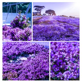 15000+ Creeping Thyme Seeds for Planting Outdoor-Perennial Flowers Plant in Your Home Garden Backyard Attracts Bees