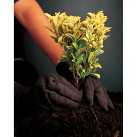 MCR Safety 7100 Jersey Cotton/Polyester Clute Patterns Men's Gloves with Jersey Knit Wrist, Brown, Large, 12 Pair