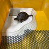 Reptile Ramp Water Bowl Dish Reptile Bathing Pool Feeding Dish
