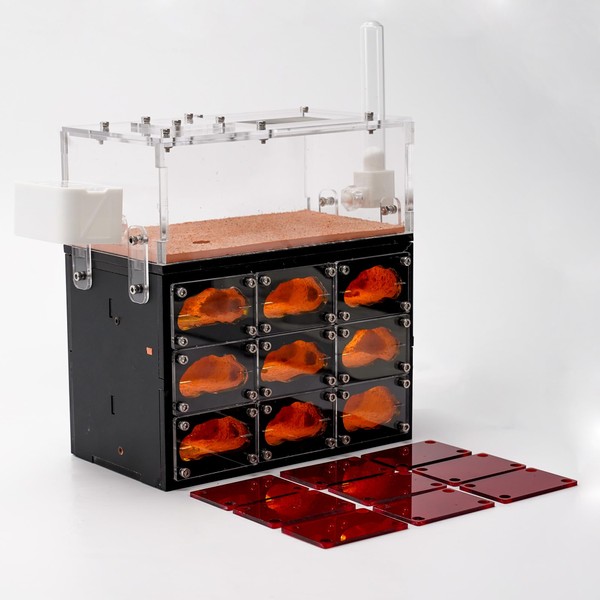 Ant Farm for Live Ants with Inner Lights - Large