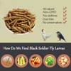 Euchirus Non-GMO High-Protein Large Dried Black Soldier Fly Larva for