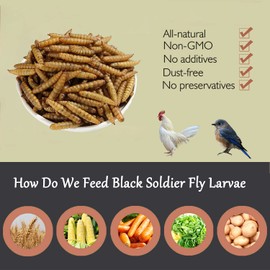 Euchirus Non-GMO High-Protein Large Dried Black Soldier Fly Larva for Chickens, Natural Grubs and Poultry Treats as Chicken Feed,Duck Food, Wild Birds Seed,Reptile Food(Black Soldier fly-2LB)