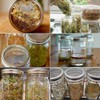 4 Pack Mason Jar Sprouting Lids - Wide Mouth Mason