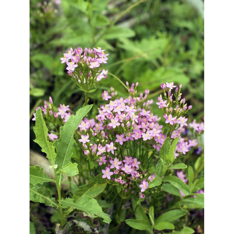 Health Embassy Common Centaury Herb Tea | Centaurium erythraea |