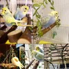 LimCryspp Natural Wooden Parrot Swing, A Suspended Gnawing Toy with