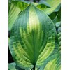 Perennial Farm Hosta X 'Paul's Glory' – Live Shade-Loving Plantain