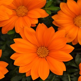 Outsidepride New Day Orange Gazania Seeds for Planting – 25 Pcs Perennial, Low-Maintenance, Drought-Tolerant Ground Cover Seeds for Vibrant Summer & Fall Flowers, Great for Outdoor Gardens