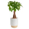 Costa Farms Money Tree (Pachira Aquatica) Live Indoor Bonsai-Style Plant,