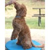 Dog Agility Equipment Wobble Board 24" | Blue