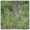Everwilde Farms - 250 Poverty Oat Grass Native Grass Seeds