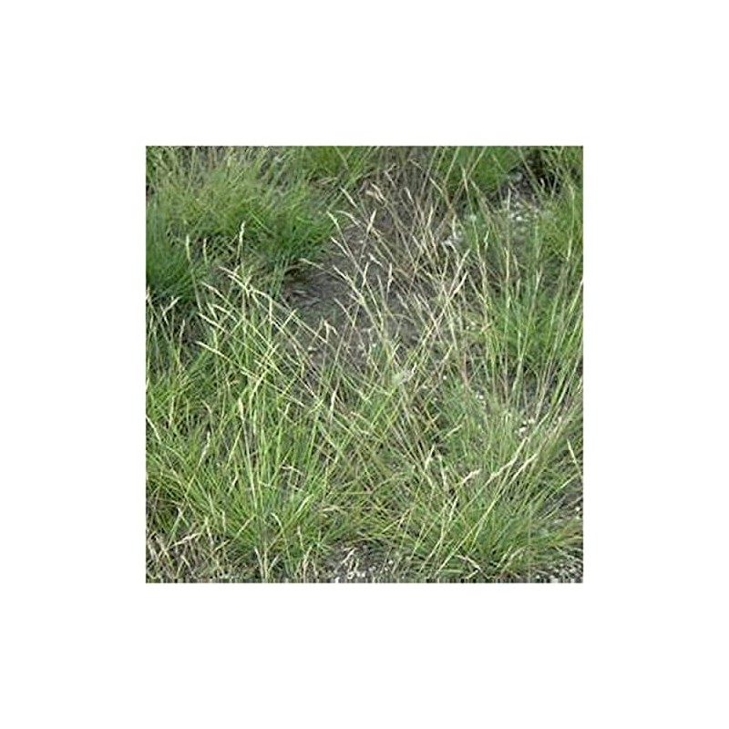 Everwilde Farms - 250 Poverty Oat Grass Native Grass Seeds