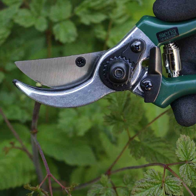 Siena Garden 560866 Garden & Rose Shears, Flower Shears, Green