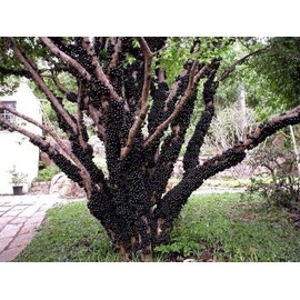 HOPE'S GARDEN Brazilian Grape Tree~~Jabotica