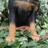 Vivid Arts - Rottweiler - XRL-ROTT-D