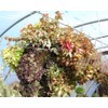 Topiary Art Works 16" (Inside Diameter) Sphagnum Moss Hanging Basket