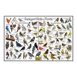 Where's Wildlife Backyard Birds of Florida - Laminated Poster - Horizontal Bird Identification Chart (12" x 18")