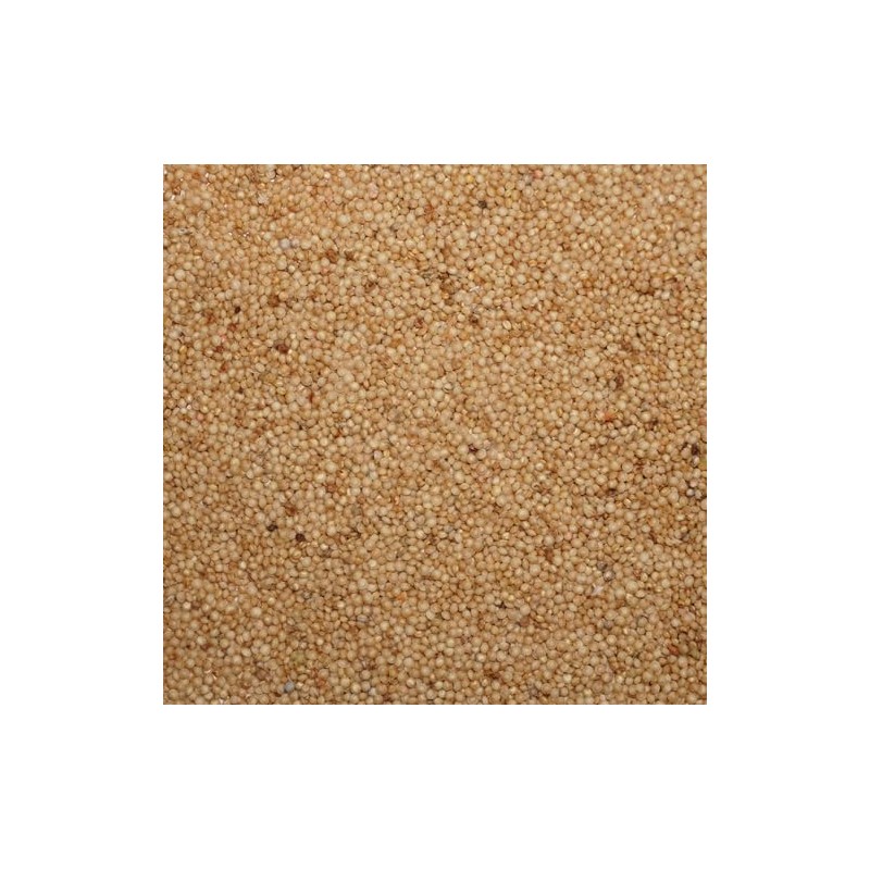 Palm Beach Medicinal Herbs - Orange Giant Amaranth (Amaranthus hypochondriacus)