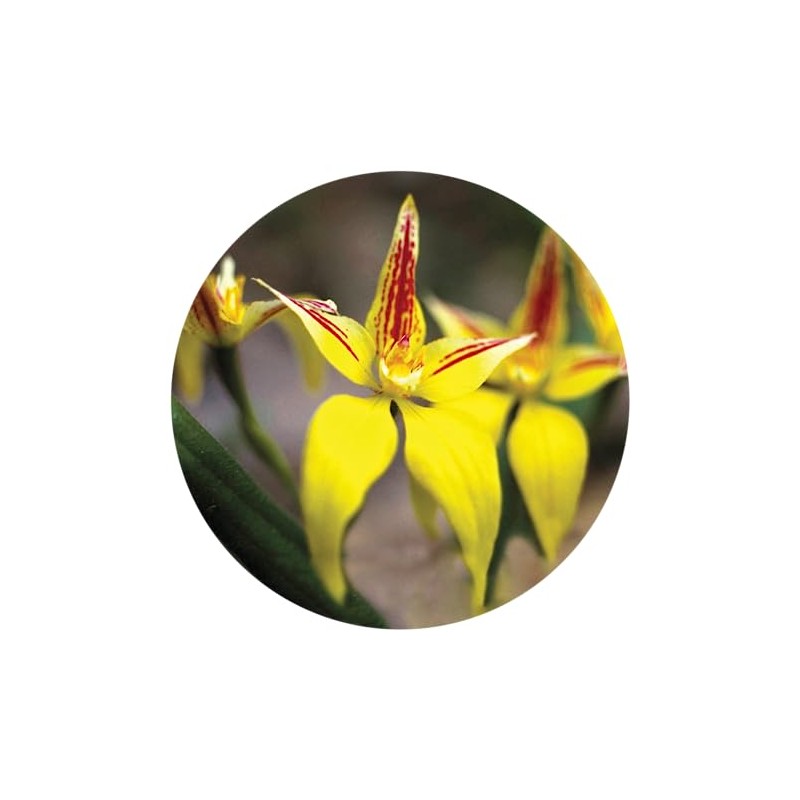Yellow Cowslip Orchid 15 ml Stockbottle Australian Bush Flower Essences
