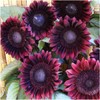 Seed Needs, Procut Red Sunflower (Helianthus annuus) Twin Pack 40