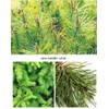 Organic Seasonal Pine Needle Tea (4 Box (100Tea Bag))