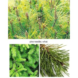 Organic Seasonal Pine Needle Tea (4 Box (100Tea Bag))
