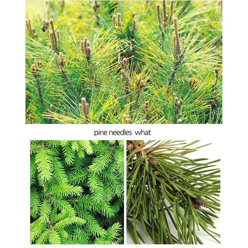 Organic Seasonal Pine Needle Tea (4 Box (100Tea Bag))