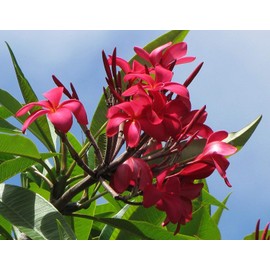 Hawaiian Plumeria Frangipani Plant Cuttings Red 8"-12" Long Discount Hawaiian Gifts