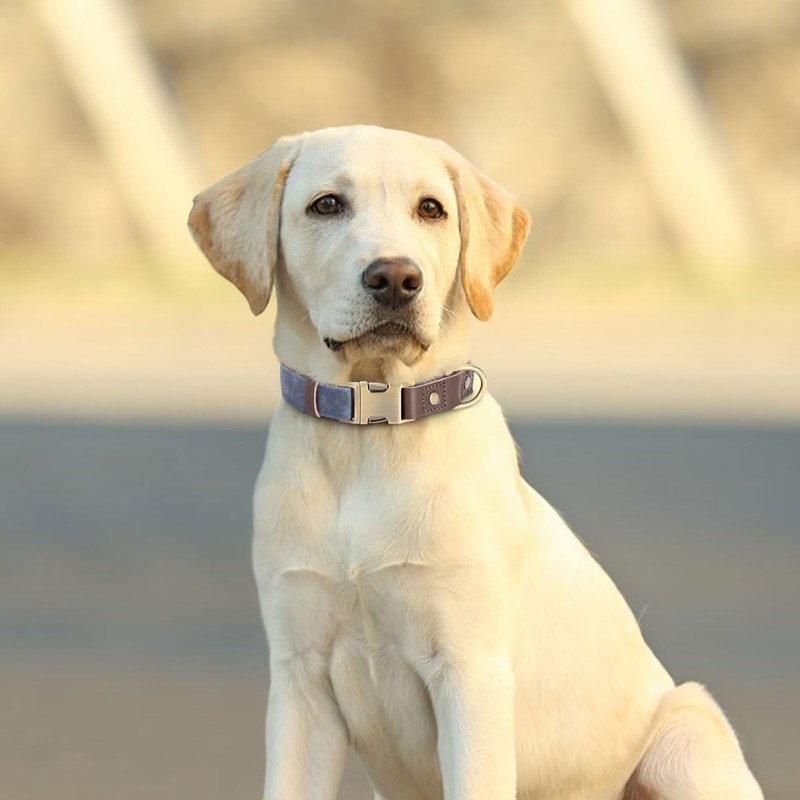 Didog Soft Padded Leather Collar for Medium Dogs Classic Dog