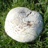 Out Grow Salt Loving Mushroom (Agaricus bernardii) Liquid Culture