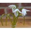 Gorgeous Glass Snowdrop Flower Display