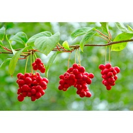 Cedar Bear Liver Build a Liquid Herbal Supplement That Helps Strengthen Liver and Gallbladder Function 1 Fl Oz