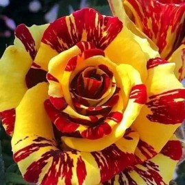 Nygardenia 20pcs Tea Rose 'Dragon Tiger' Seeds - Fragrant, Vibrant Blooms for Gardeners.