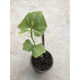 Chayote Plant With Pot Live Plant Ready To Plant