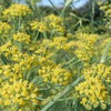 Dill, Bouquet (Anethum graveolens) Herb Seeds, Compact Size, Quick to