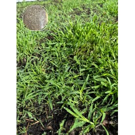 Edward (2 Pack) Zenith Zoysia Grass Seed – More Than 10,000 Seeds! for Lush Lawn Growth