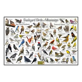 Where's Wildlife Backyard Birds of Mississippi Bird Identification Poster Divided into Year-round Residents and Seasonal Visitors - Birdwatching Nature Chart (16" x 24")