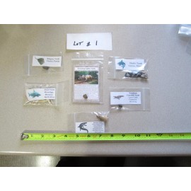 Dinosaur, Mammal, Sharks Teeth Kit